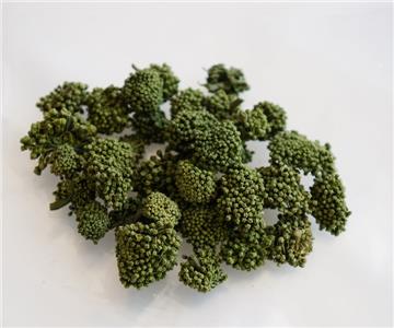 七公精选文山三七花
